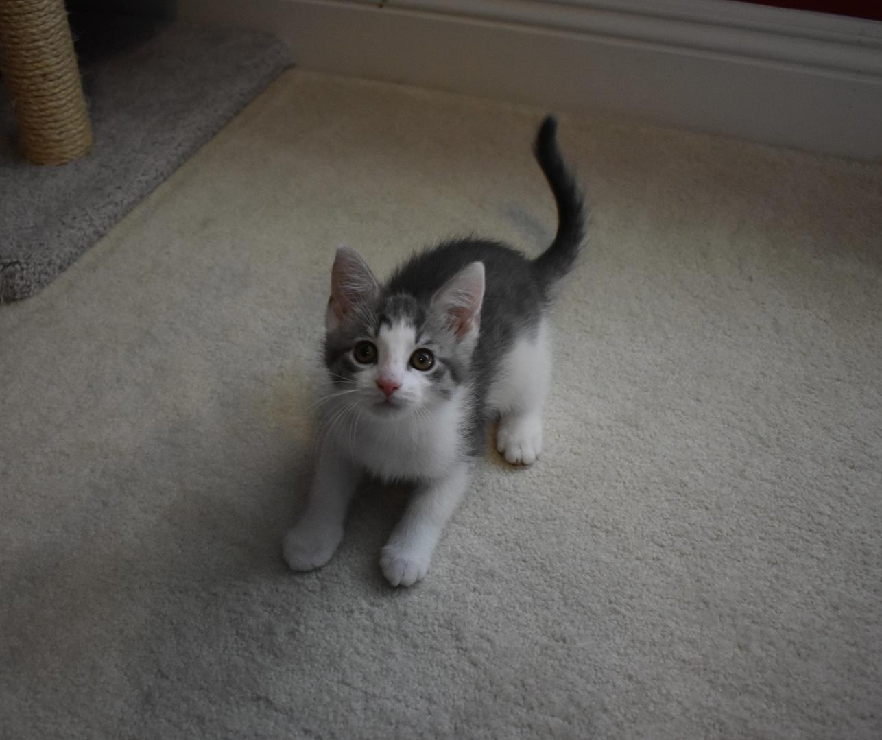 Enlarge Charmy, an adoption pending Domestic Short Hair in Hartville, OH image 2/4