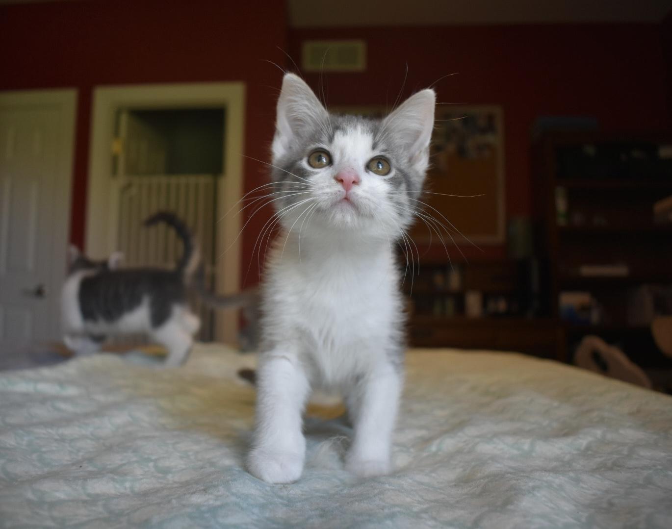 Enlarge Charmy, an adoption pending Domestic Short Hair in Hartville, OH image 1/4