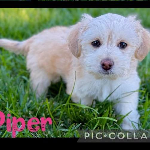 Piper, Adoptable, Puppy Female Chihuahua & Lhasa Apso.