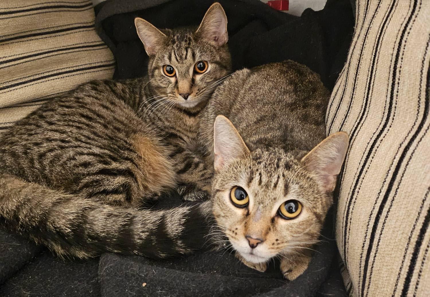 Enlarge Nadia and Carmine, a ADOPTABLE mixed breed in Brooklyn, NY image 3/5