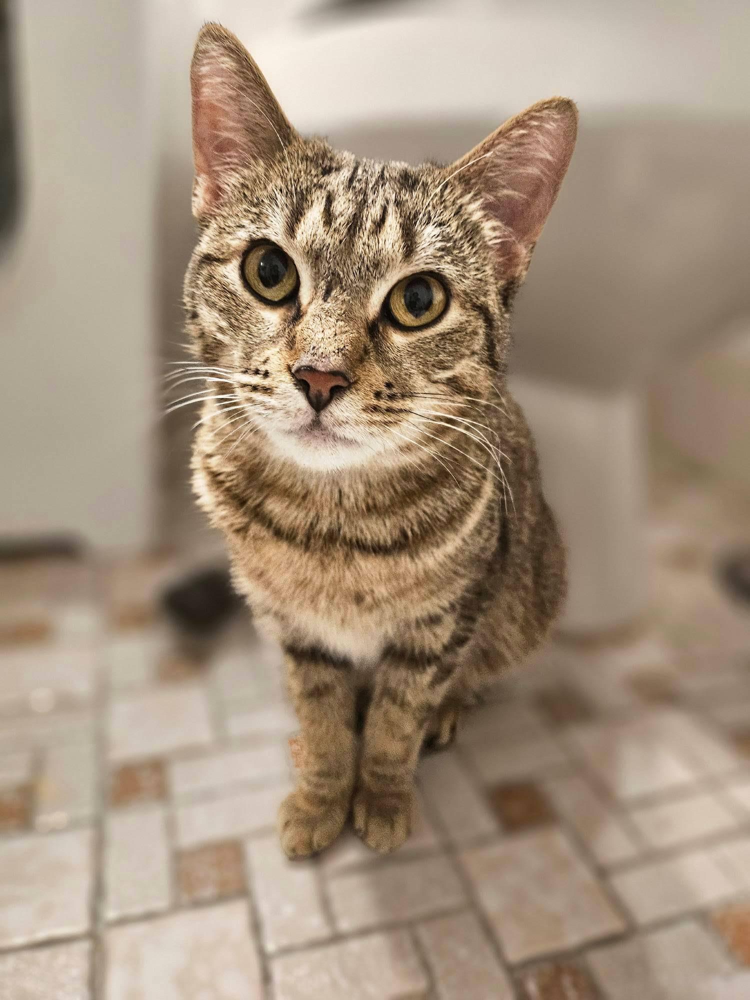 Enlarge Nadia and Carmine, a ADOPTABLE mixed breed in Brooklyn, NY image 2/5