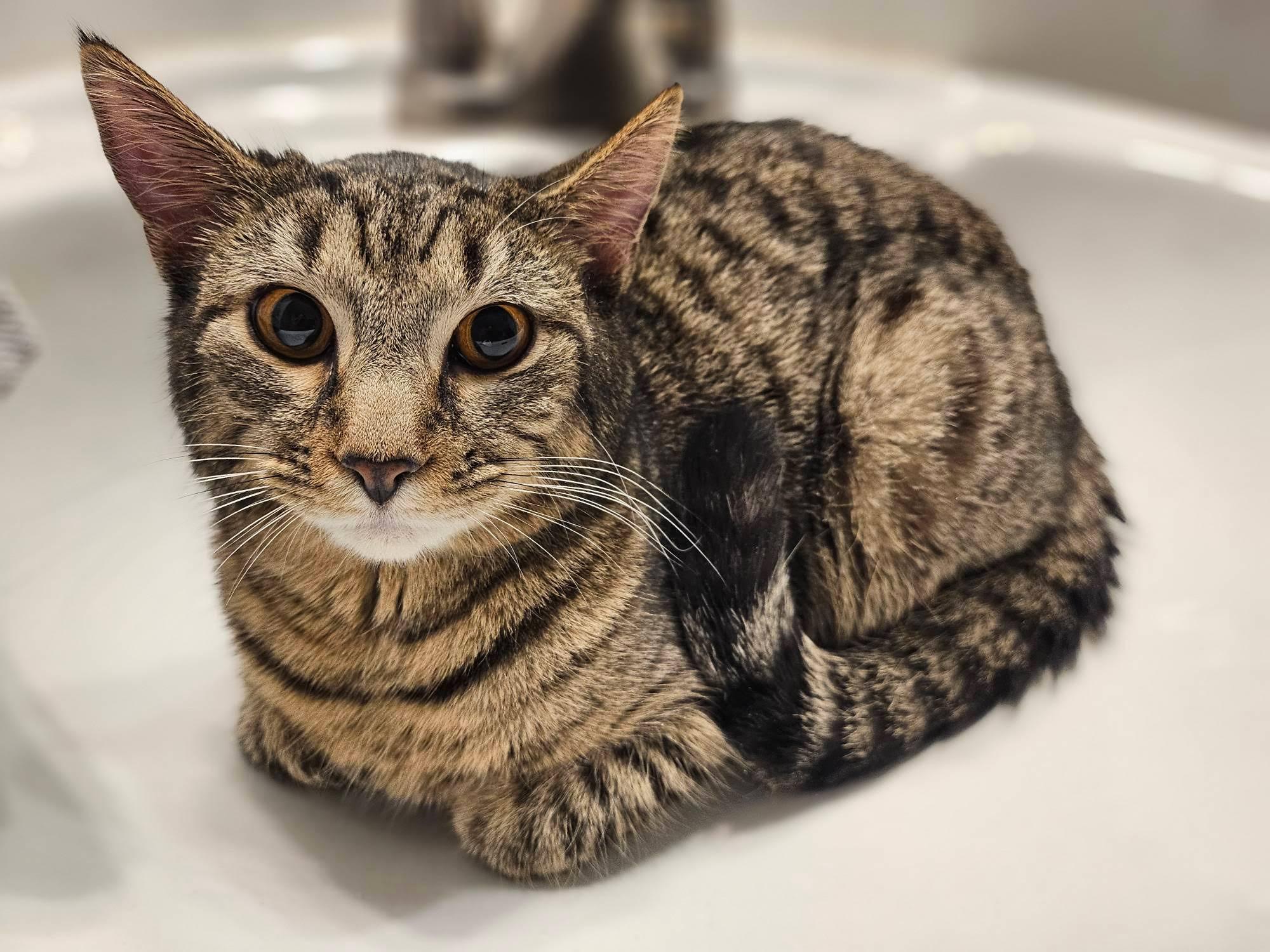 Enlarge Nadia and Carmine, a ADOPTABLE mixed breed in Brooklyn, NY image 4/5