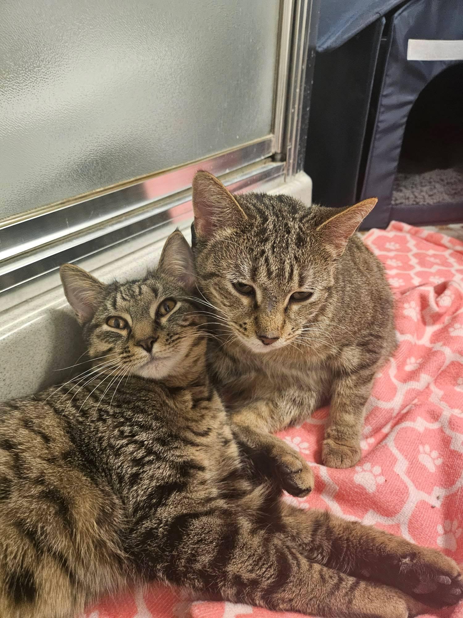 Enlarge Nadia and Carmine, a ADOPTABLE mixed breed in Brooklyn, NY image 5/5