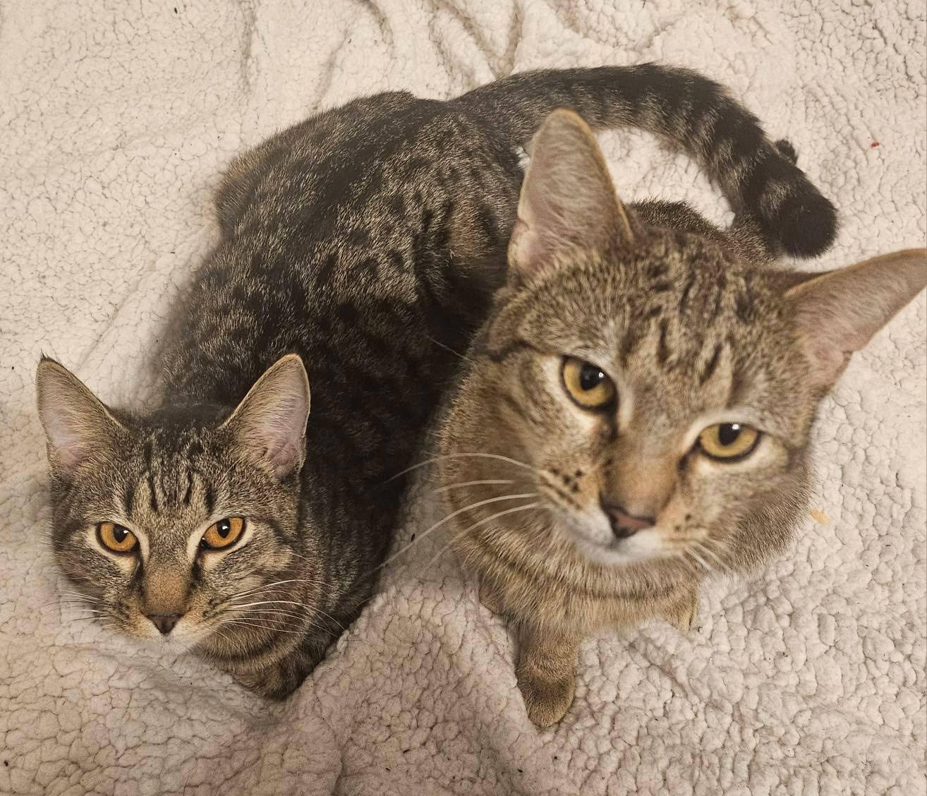 Enlarge Nadia and Carmine, a ADOPTABLE mixed breed in Brooklyn, NY image 1/5