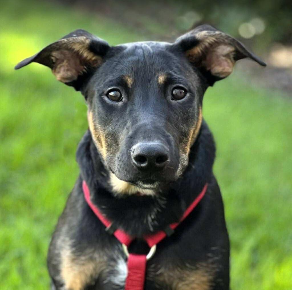 Stegosaurus - I'll Be Home for Christmas Promo, Adoptable, Young Male Miniature Pinscher & Shepherd.