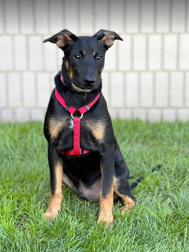 Stegosaurus - I'll Be Home for Christmas Promo, Adoptable, Young Male Miniature Pinscher & Shepherd.