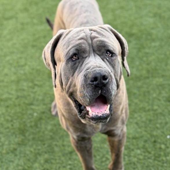 Baby Huey, a Adoptable Mastiff in Apple Valley, CA image 1/4
