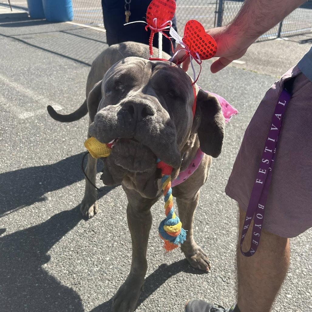 Baby Huey, a Adoptable Mastiff in Apple Valley, CA image 2/4