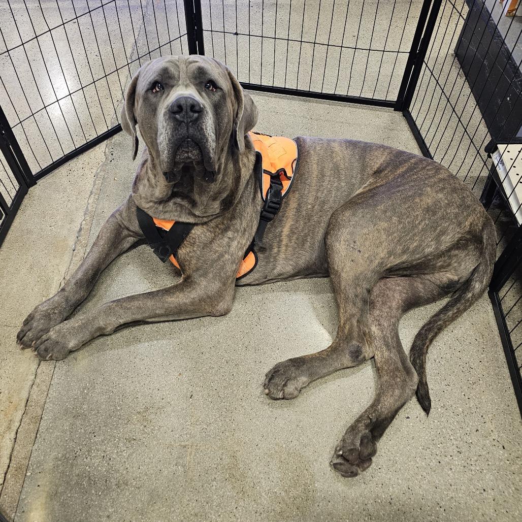 Baby Huey, a Adoptable Mastiff in Apple Valley, CA image 3/5