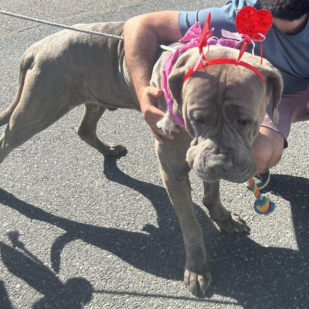 Baby Huey, a Adoptable Mastiff in Apple Valley, CA image 3/4