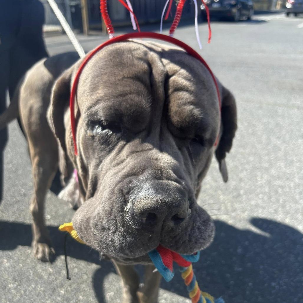Baby Huey, a Adoptable Mastiff in Apple Valley, CA image 4/4