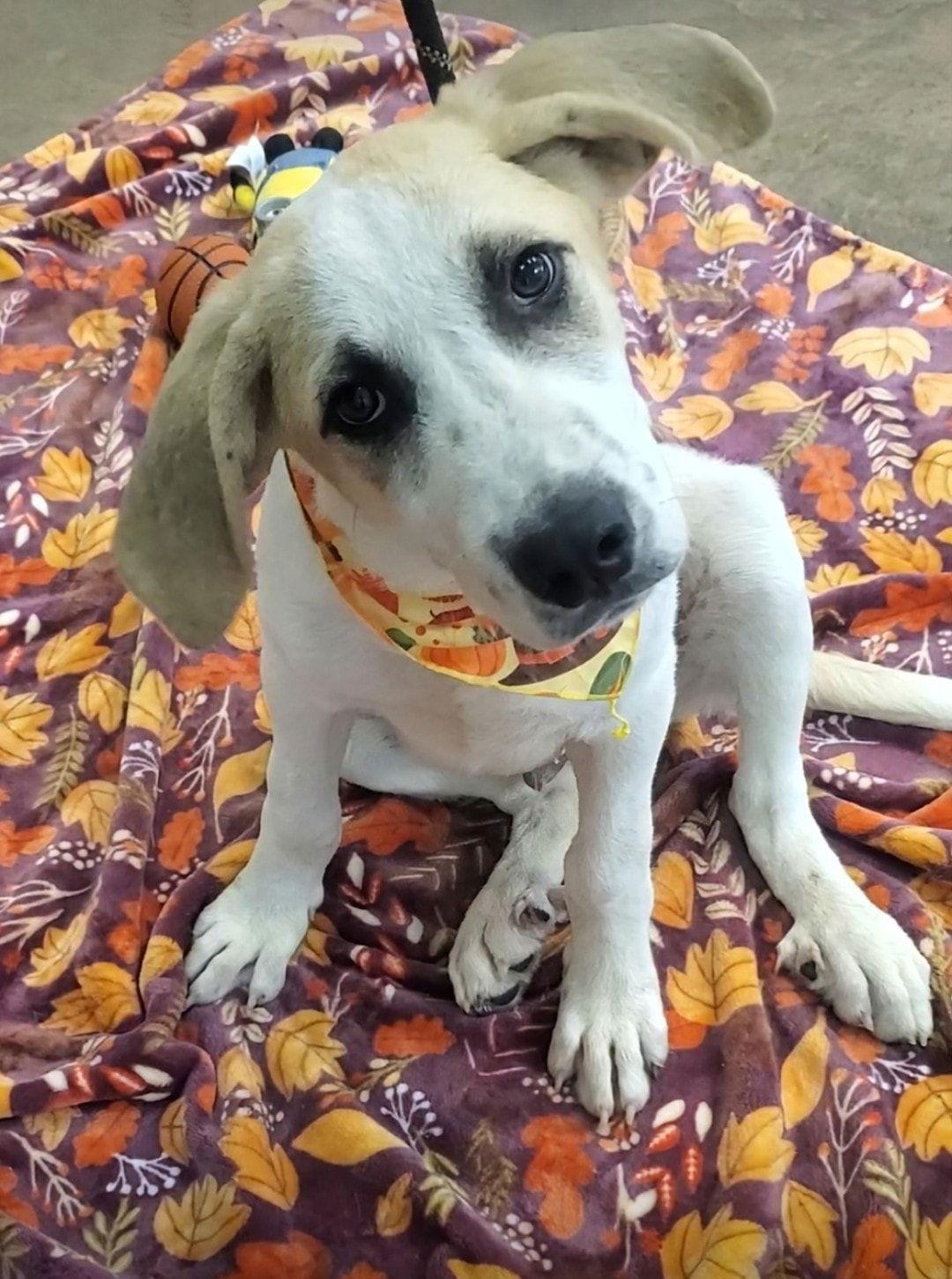 Rory - M, a Adopted Great Pyrenees in Tampa, FL image 1/3