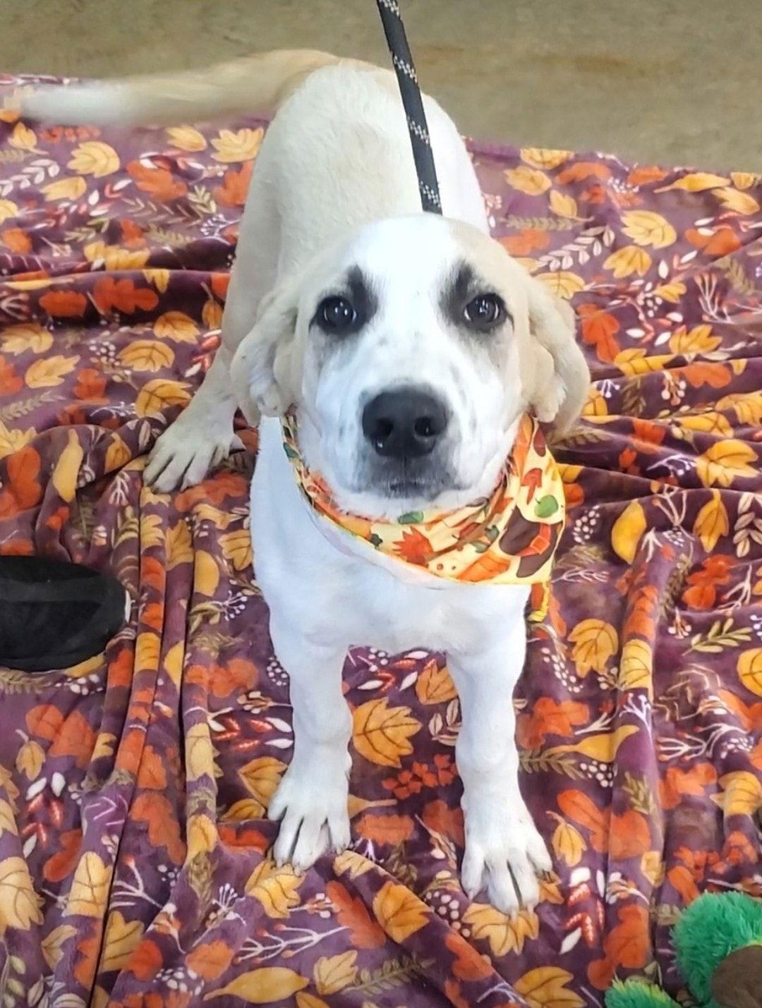 Rory - M, a Adopted Great Pyrenees in Tampa, FL image 2/3