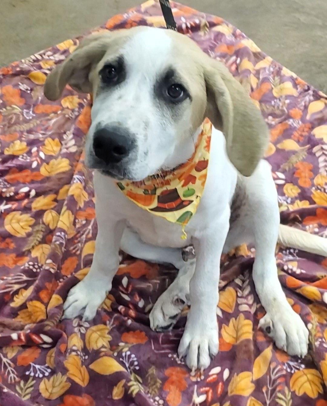 Rory - M, Adopted, Young Male Great Pyrenees.