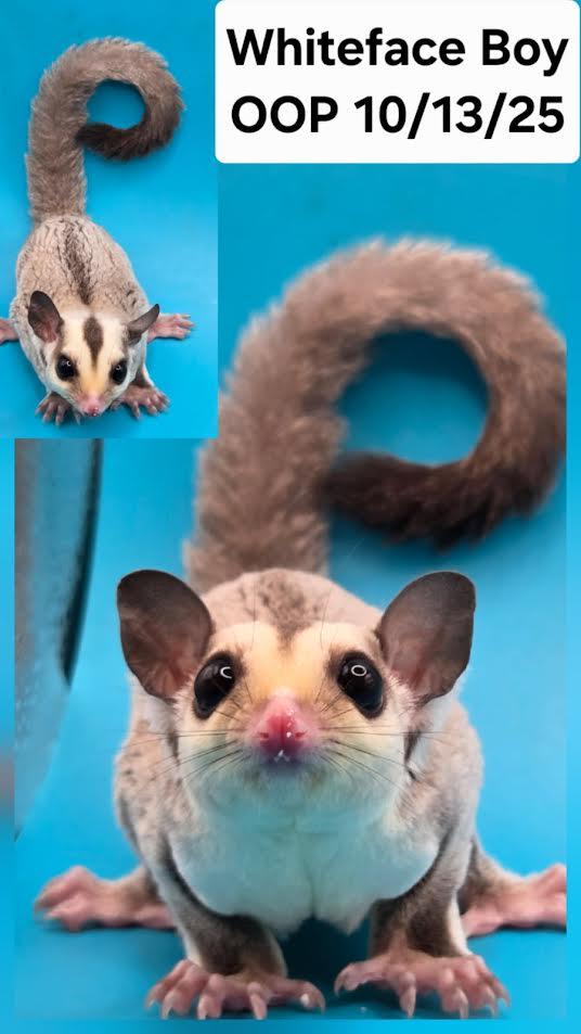 Buttercup, Adoptable, Baby Male Sugar Glider.