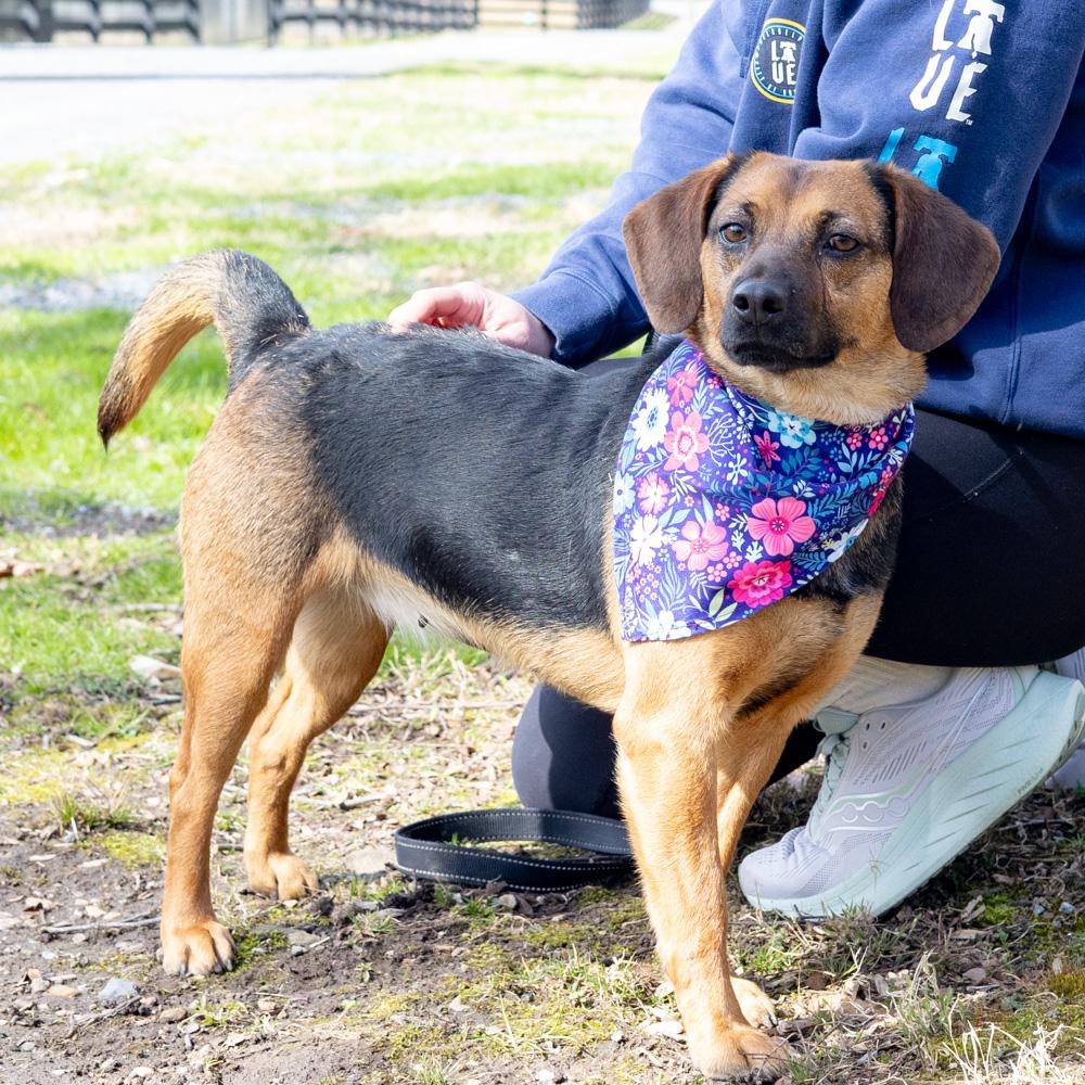 Annie  (Female)    , Adoptable, Young Female Beagle.