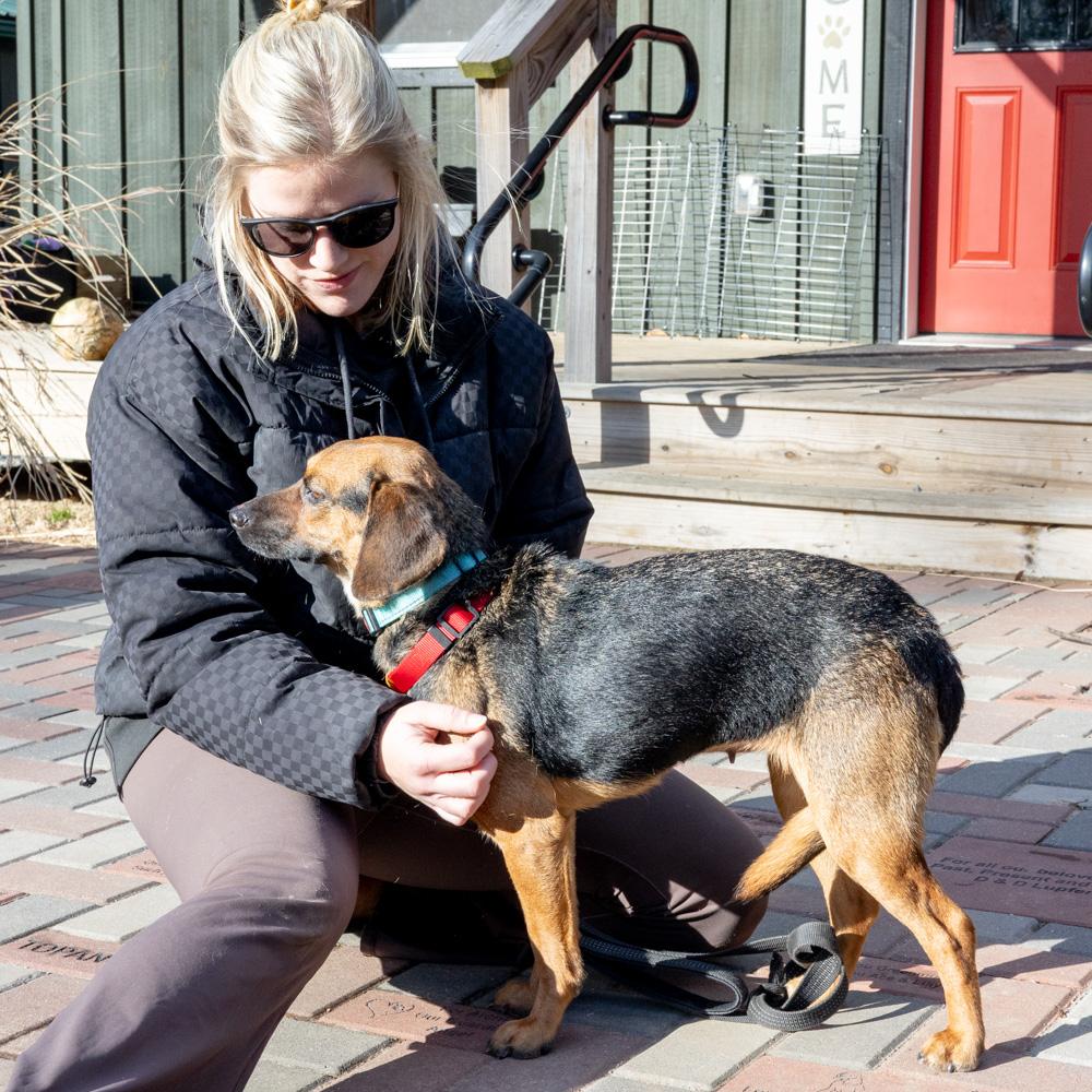 Enlarge Annie  (Female)    , a Adoptable mixed breed in West Grove, PA image 2/6