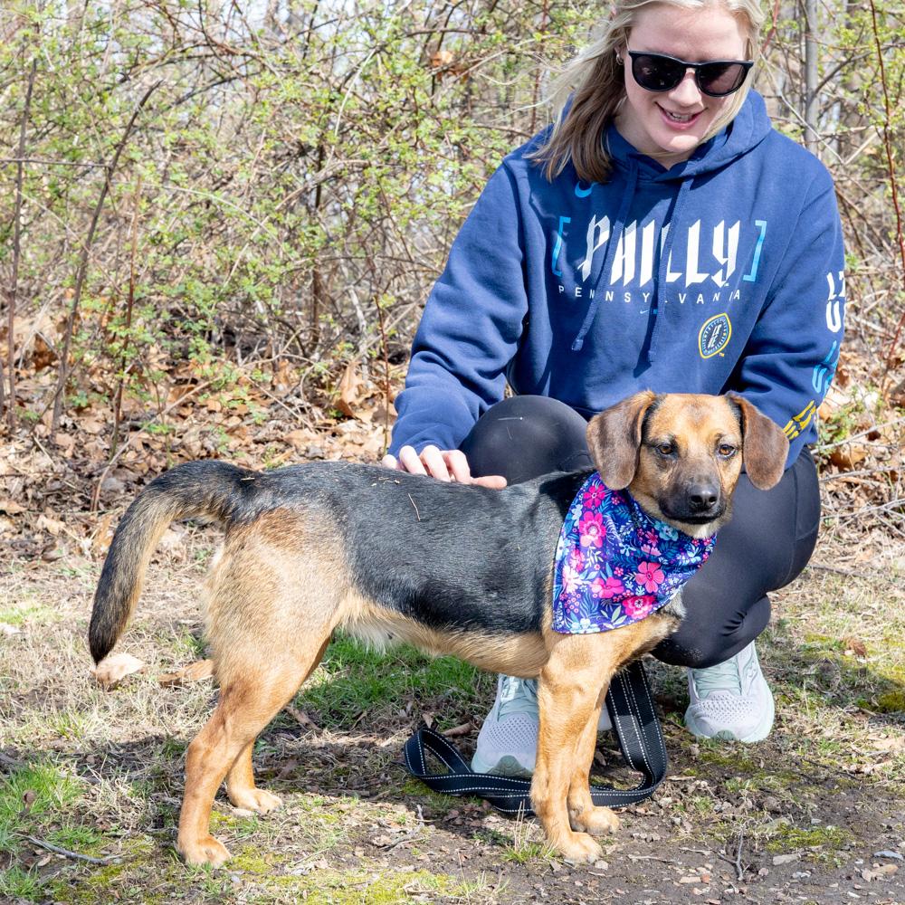 Enlarge Annie  (Female)    , a Adoptable mixed breed in West Grove, PA image 6/6