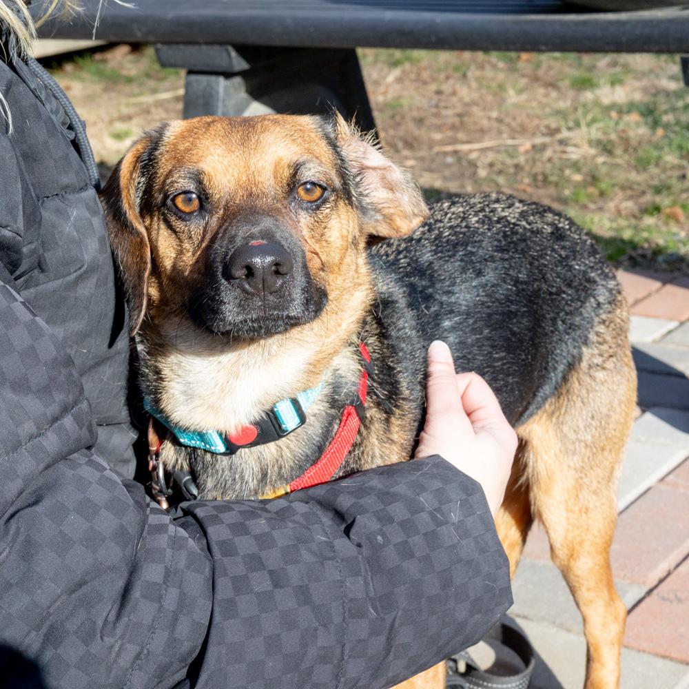 Annie  (Female)    , Adoptable, Young Female Beagle.