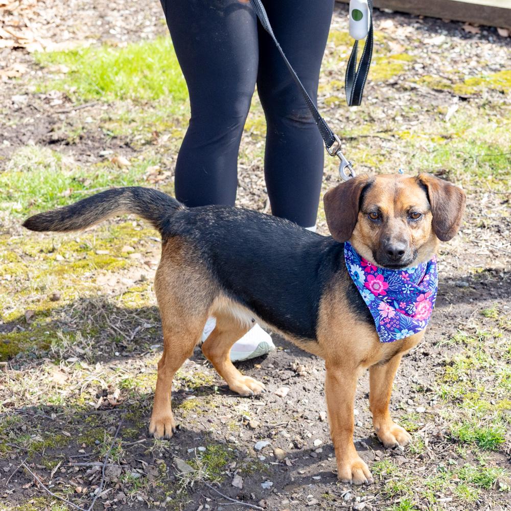 Enlarge Annie  (Female)    , a Adoptable mixed breed in West Grove, PA image 5/6