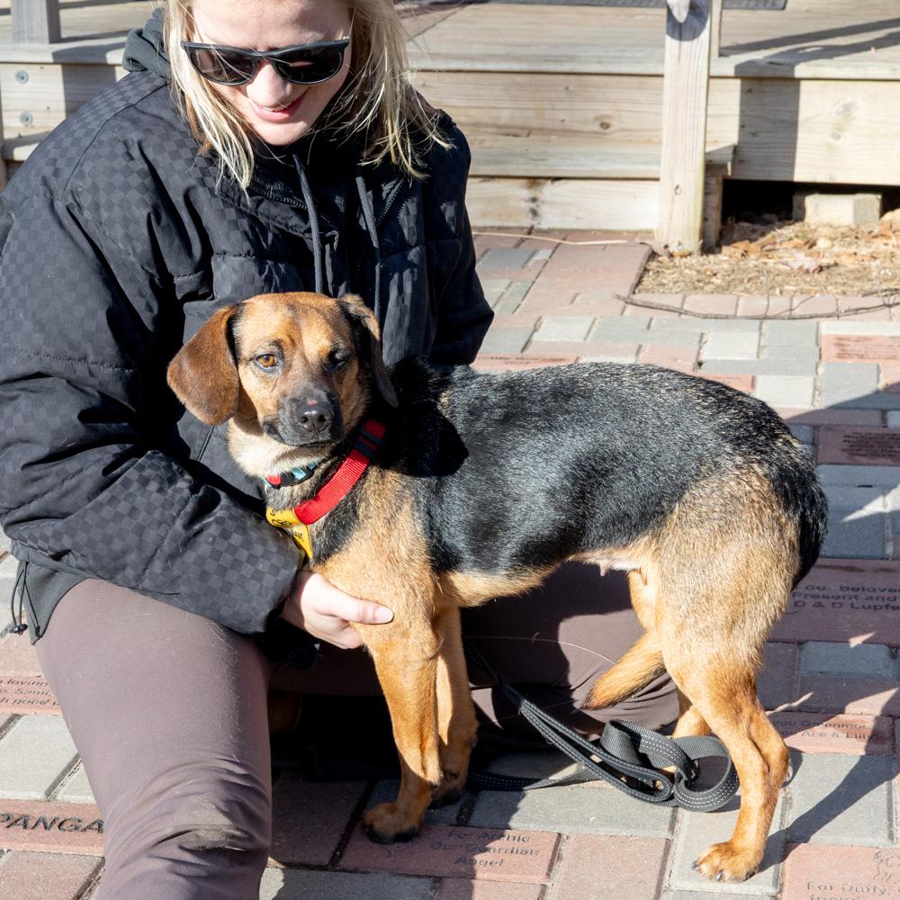 Enlarge Annie  (Female)    , a Adoptable mixed breed in West Grove, PA image 6/6