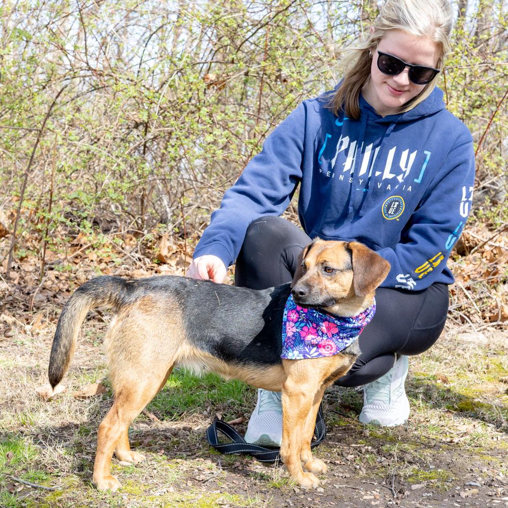 Enlarge Annie  (Female)    , a Adoptable mixed breed in West Grove, PA image 3/6