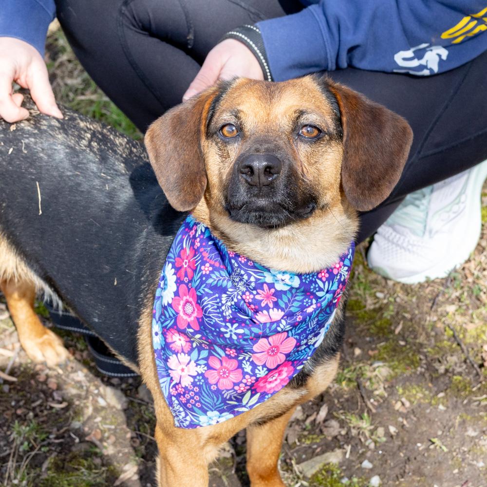 Enlarge Annie  (Female)    , a Adoptable mixed breed in West Grove, PA image 2/6