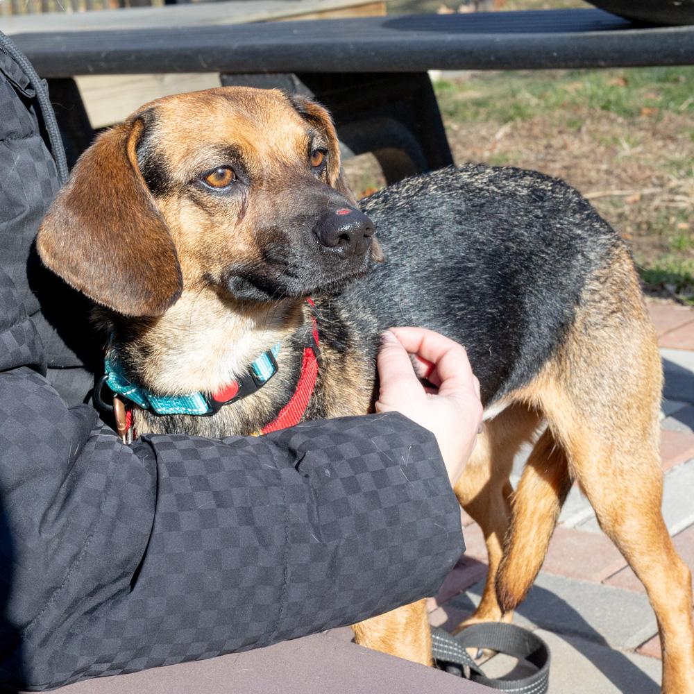 Enlarge Annie  (Female)    , a Adoptable mixed breed in West Grove, PA image 3/6