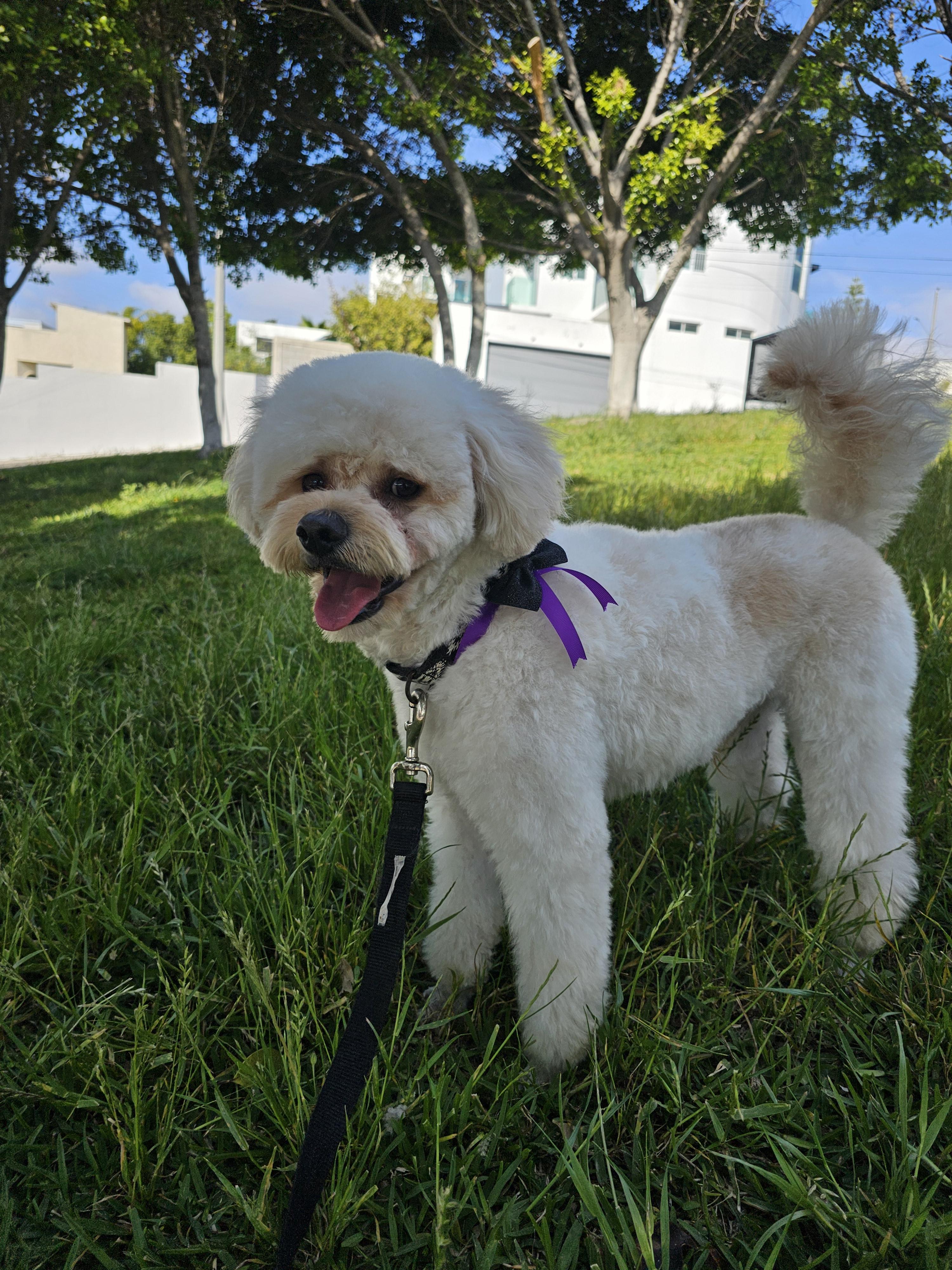 Benito, Adoptable, Young Male Poodle.