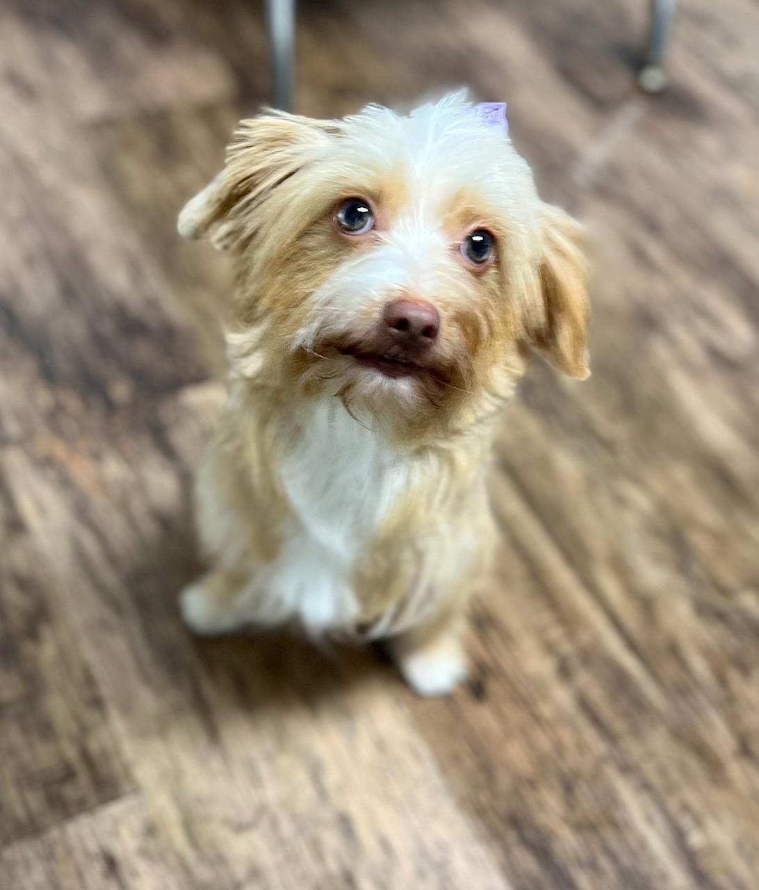 Enlarge BLONDIE, a Adopted mixed breed in Belmont, NY image 2/3