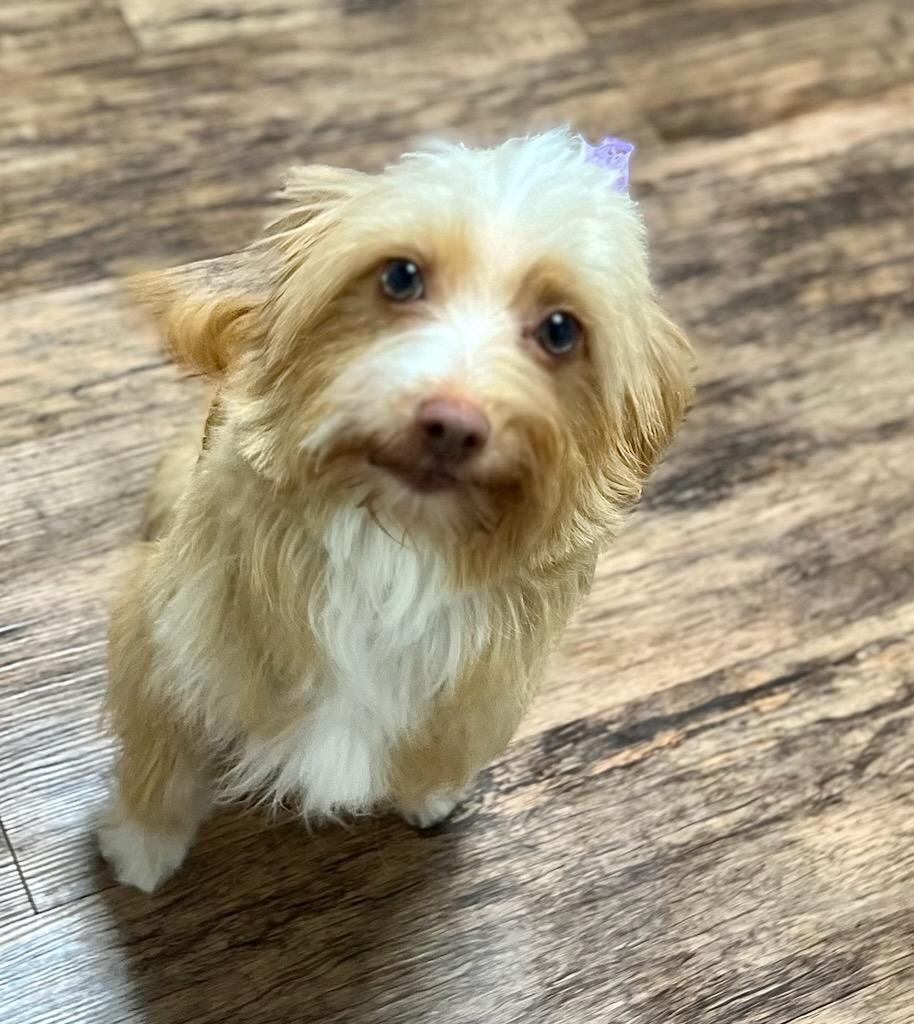 Enlarge BLONDIE, a Adopted mixed breed in Belmont, NY image 3/3