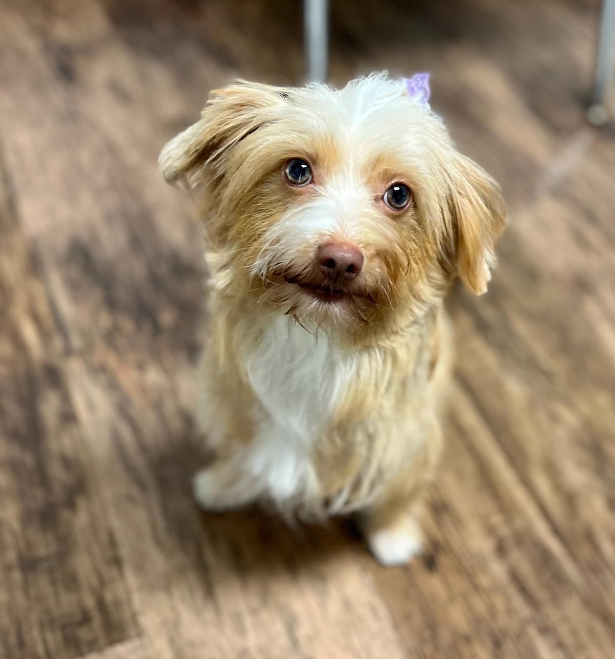 Enlarge BLONDIE, a Adopted mixed breed in Belmont, NY image 1/3