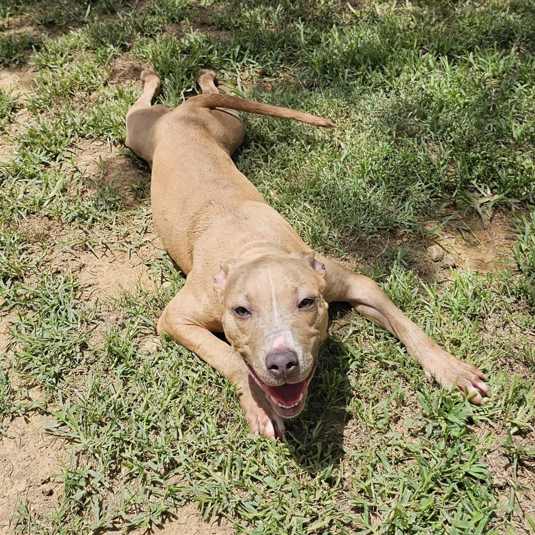 Ginger, a ADOPTABLE mixed breed in Searcy, AR image 5/6