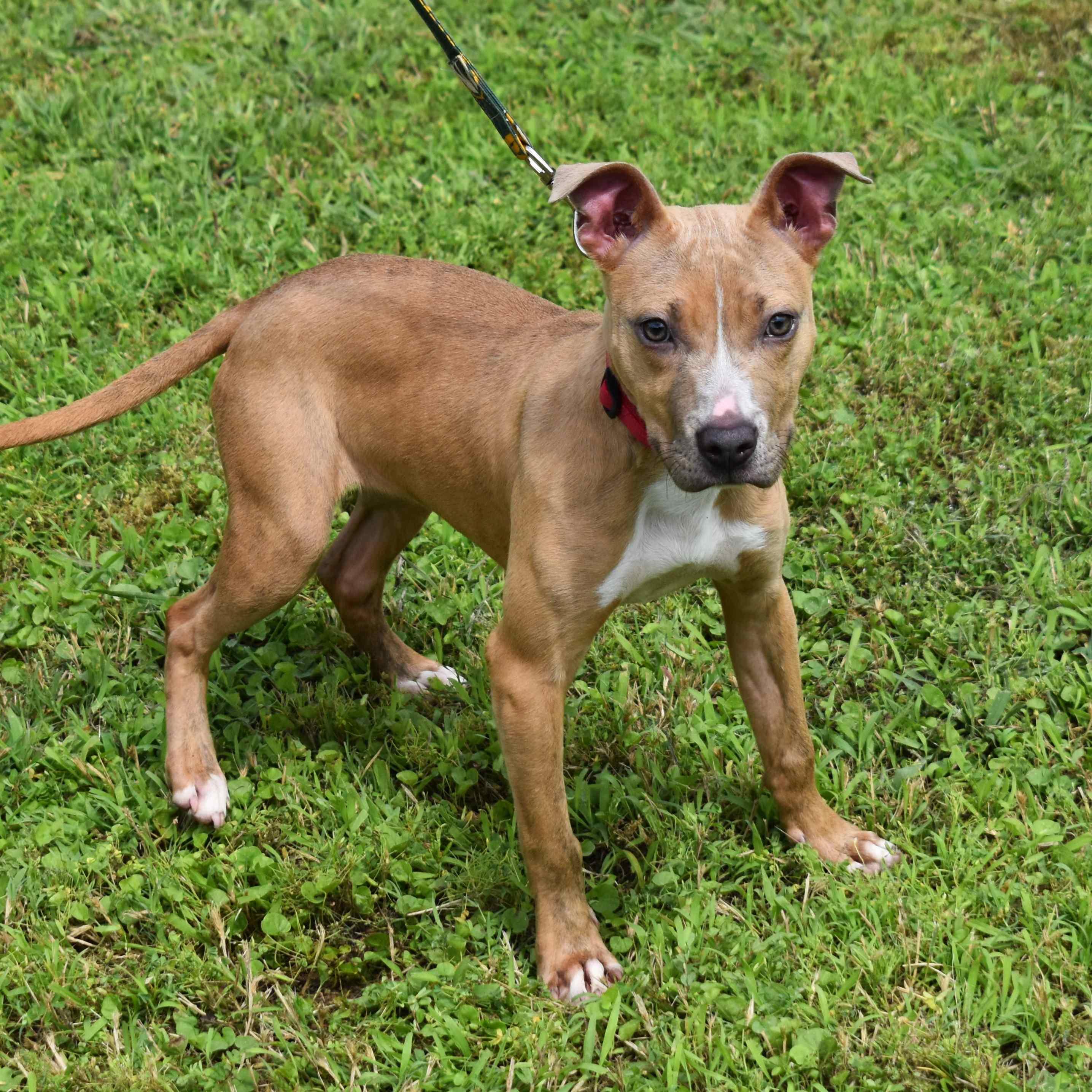 Ginger, ADOPTABLE, Puppy Female Pit Bull Terrier.