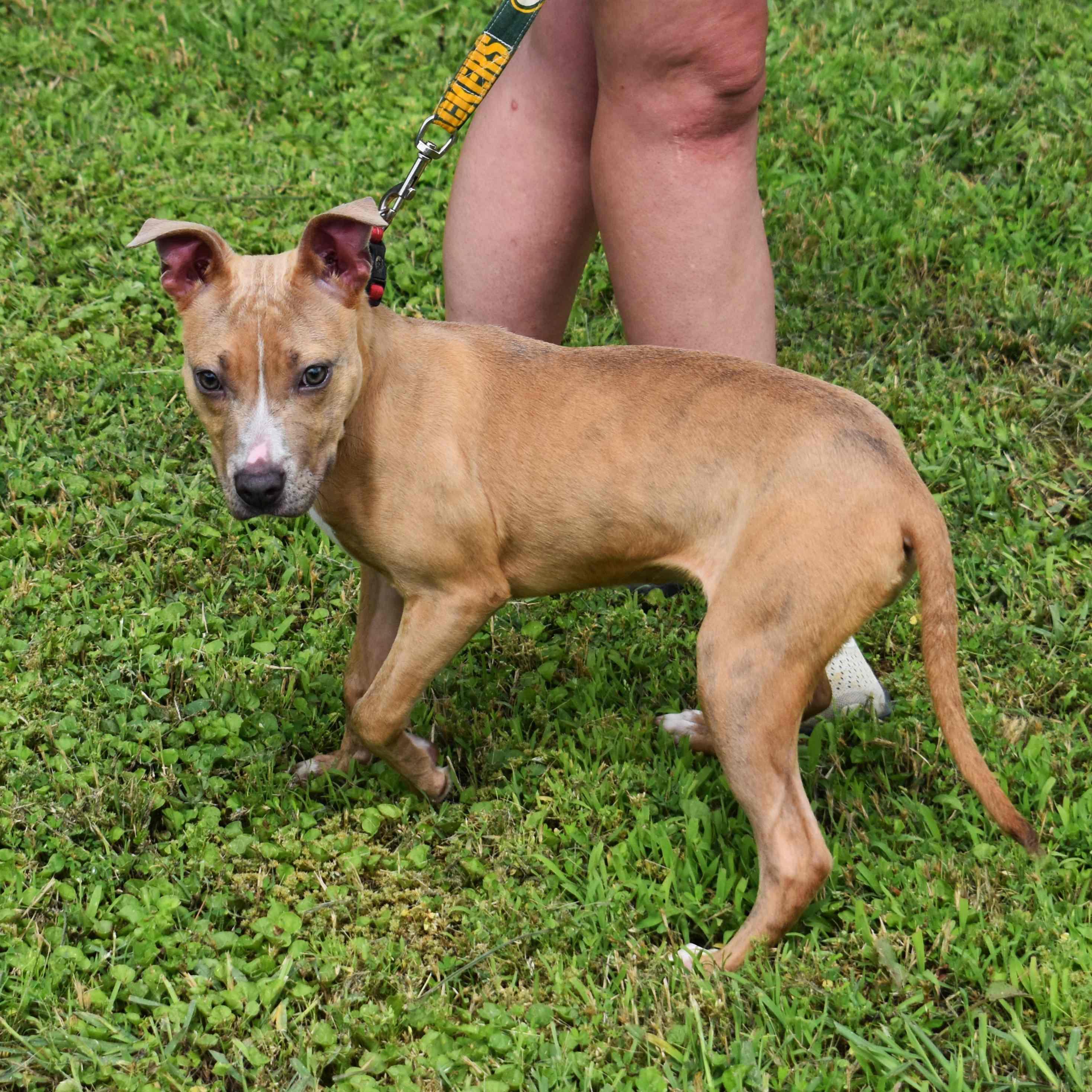 Ginger, a ADOPTABLE mixed breed in Searcy, AR image 2/6