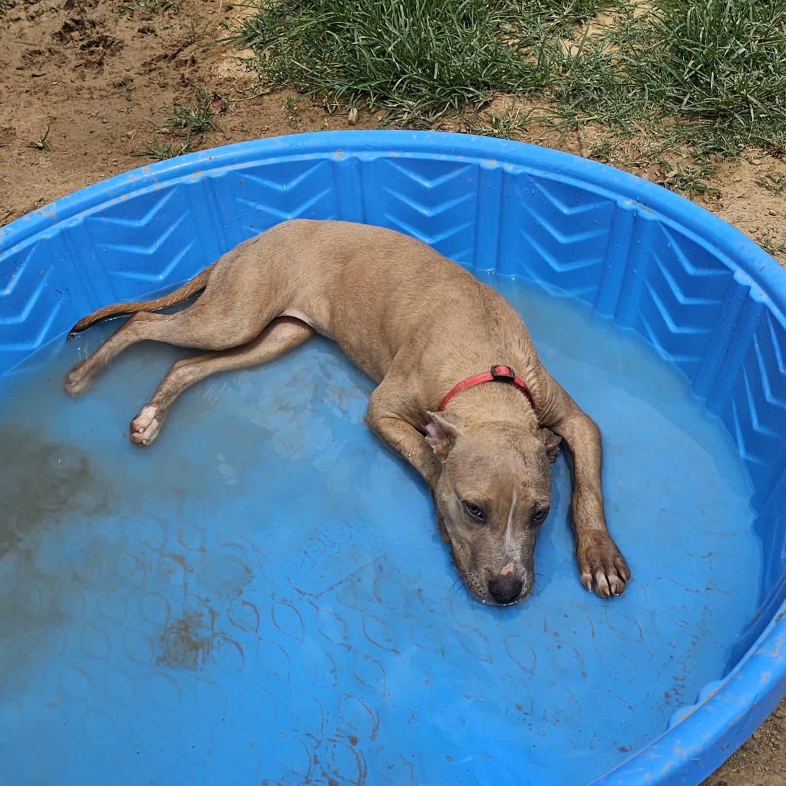 Ginger, a ADOPTABLE mixed breed in Searcy, AR image 6/6