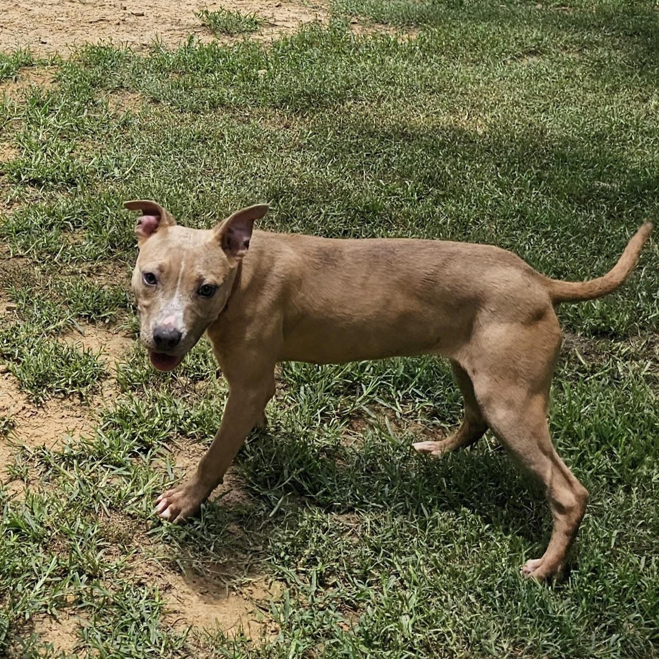 Ginger, a ADOPTABLE mixed breed in Searcy, AR image 3/6