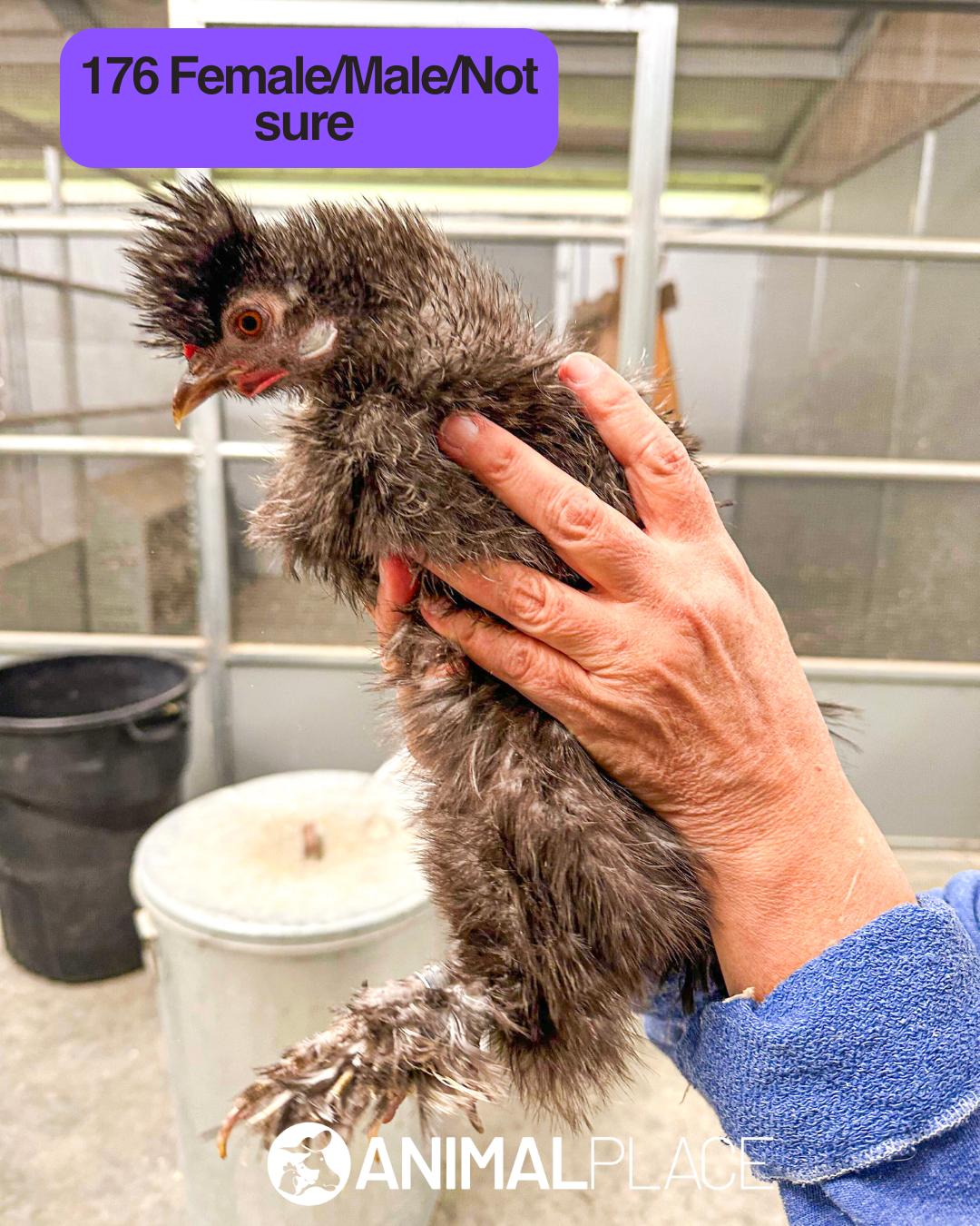 Enlarge Swiggles, a Adoptable Chicken in Petaluma, CA image 1/1