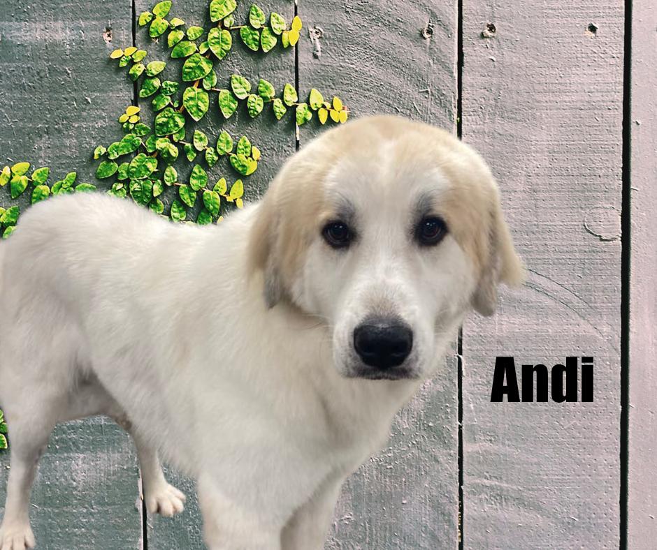 Joy and Andi, Adoptable, Young Female Great Pyrenees.