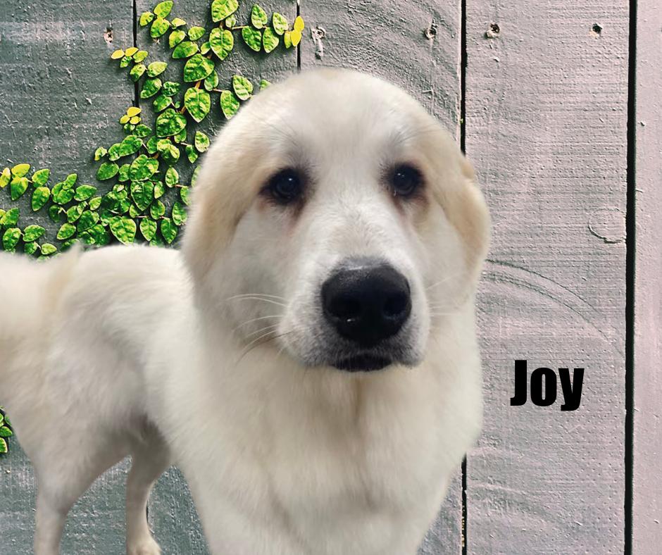Enlarge Joy and Andi, a Adoptable Great Pyrenees in Marshville, NC image 3/6