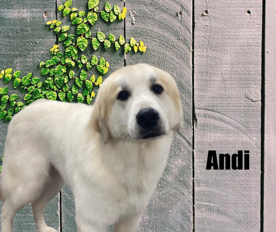 Enlarge Joy and Andi, a Adoptable Great Pyrenees in Marshville, NC image 5/6