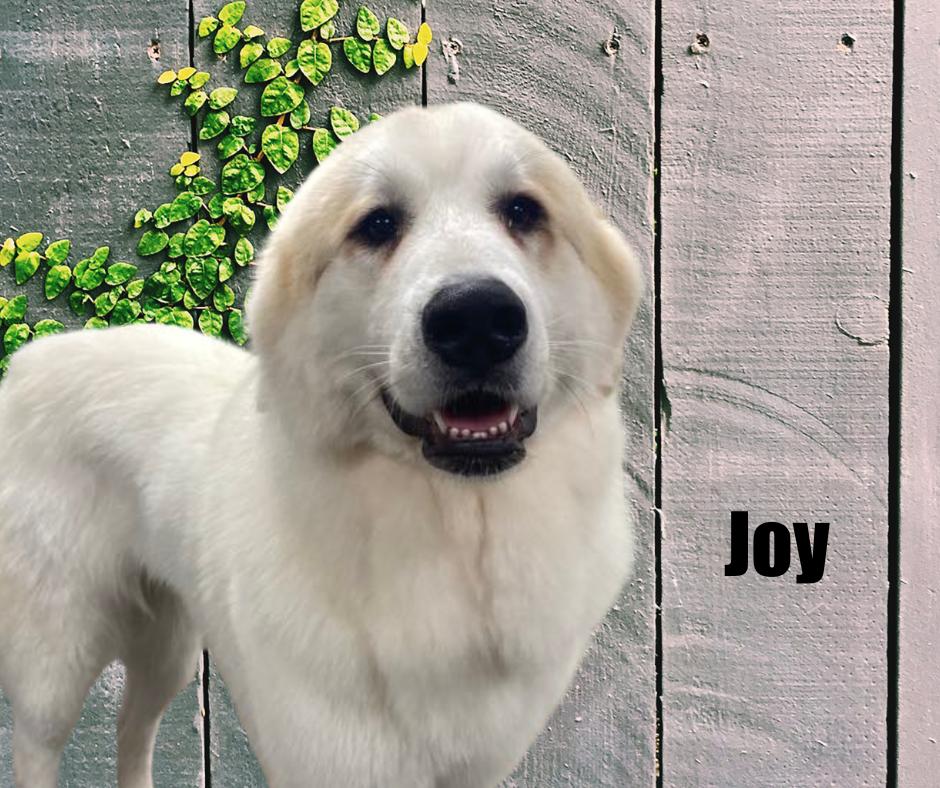 Enlarge Joy and Andi, a Adoptable Great Pyrenees in Marshville, NC image 4/6