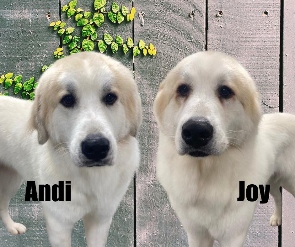 Enlarge Joy and Andi, a Adoptable Great Pyrenees in Marshville, NC image 1/6