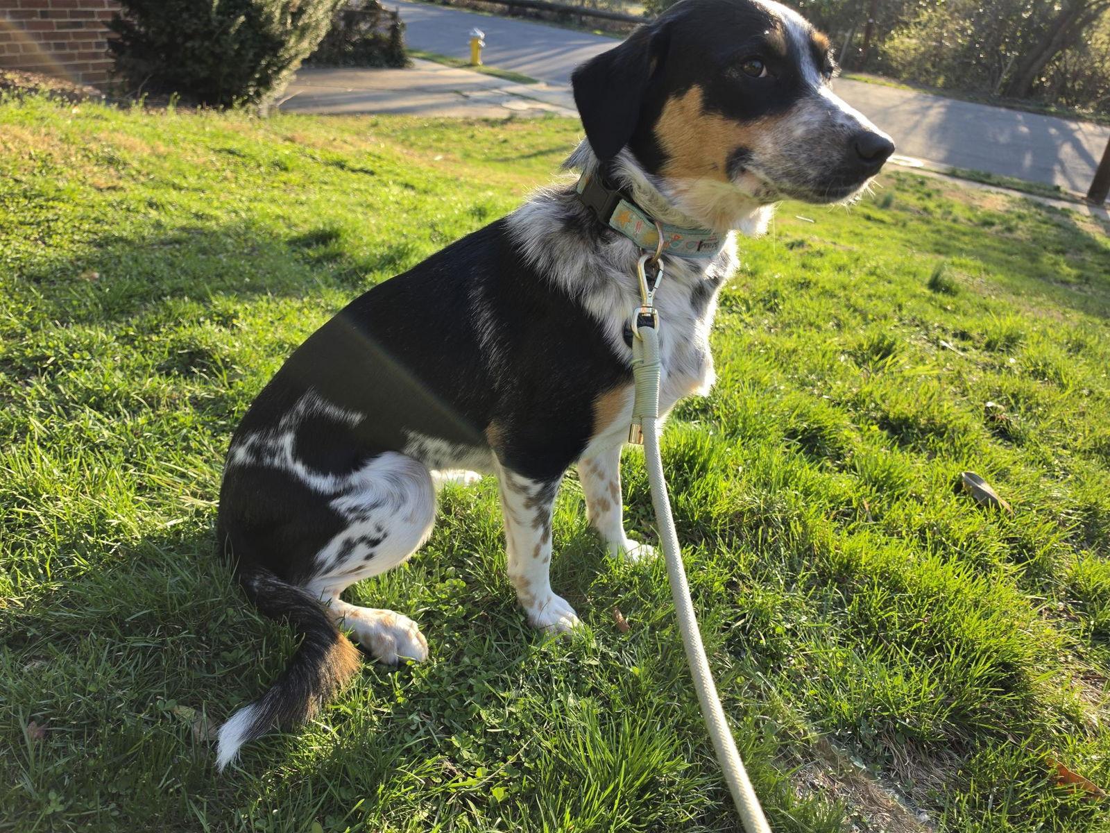 Pebbles, Adopted, Young Female Australian Cattle Dog / Blue Heeler & Poodle.