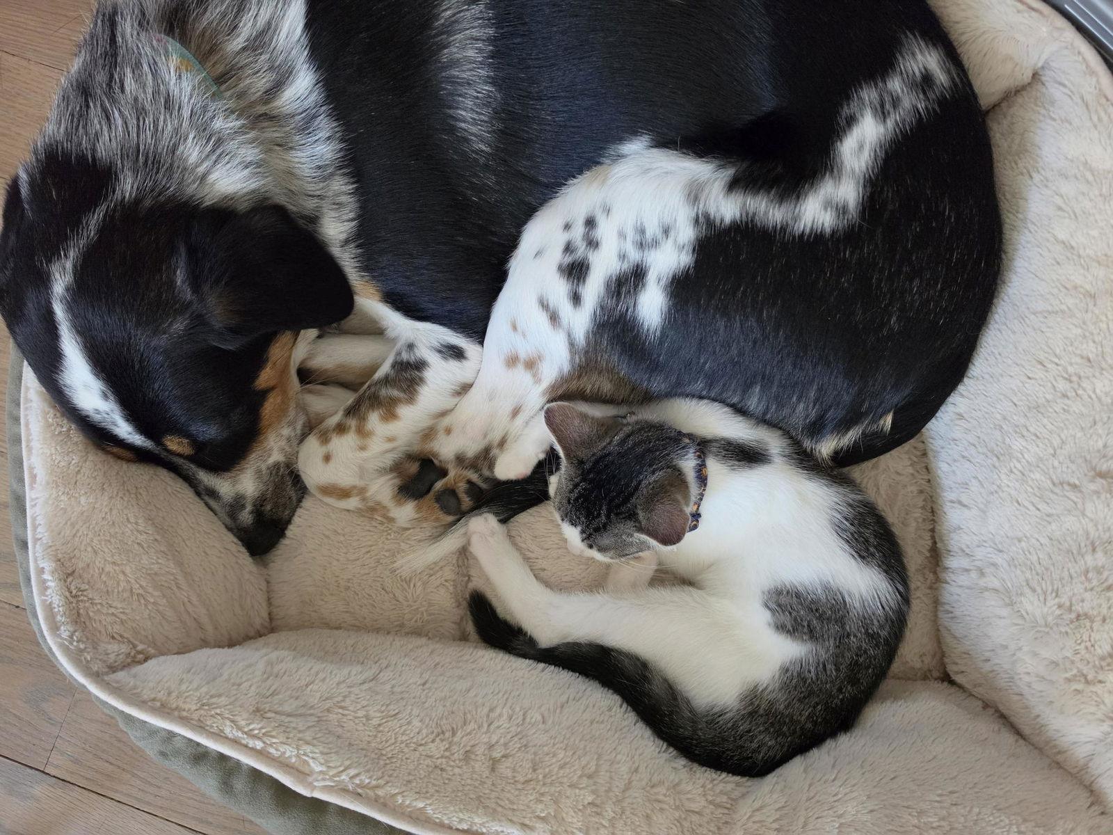 Enlarge Pebbles, a Adopted mixed breed in Baltimore, MD image 2/3