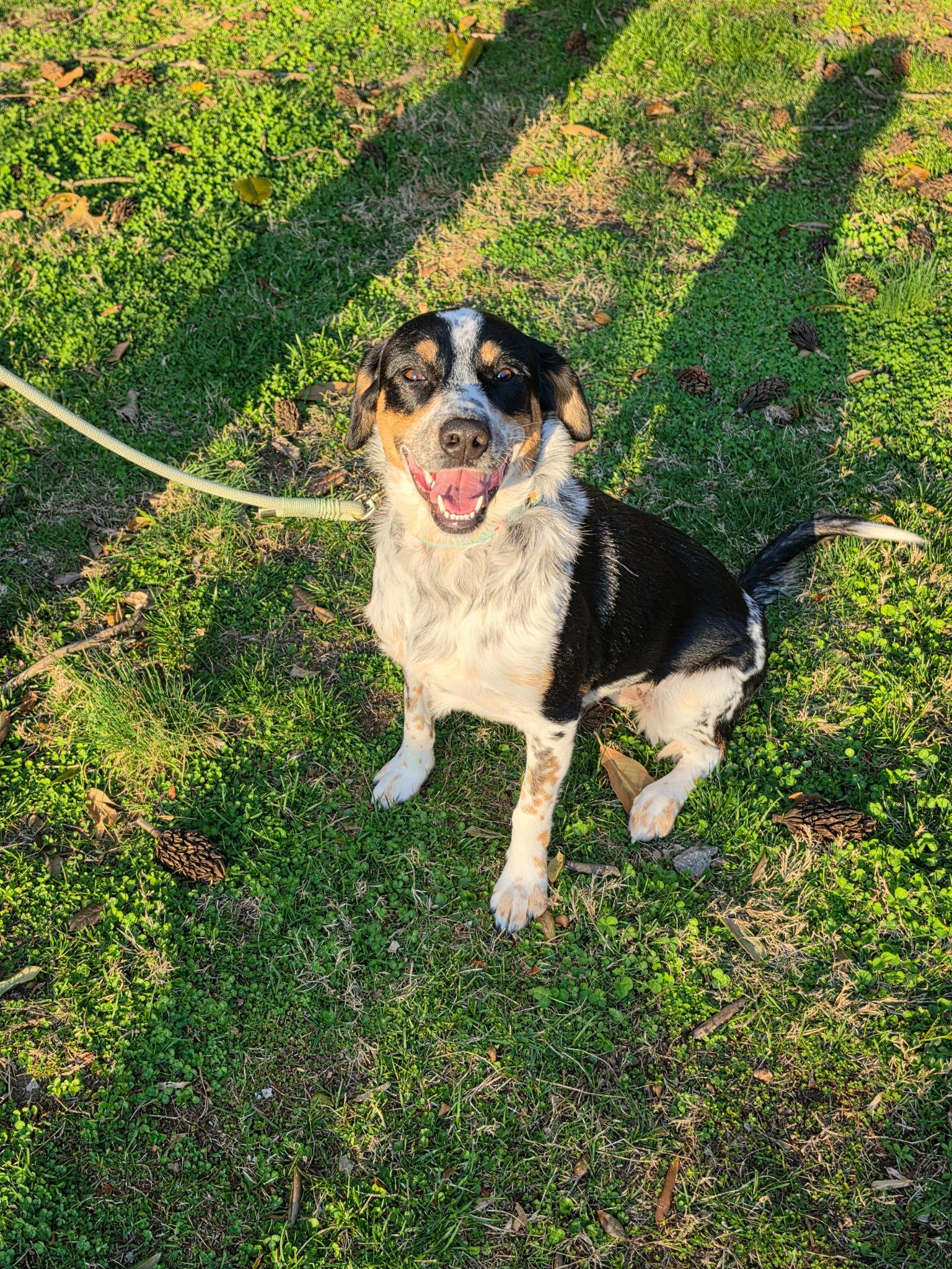 Enlarge Pebbles, a Adopted mixed breed in Baltimore, MD image 3/3