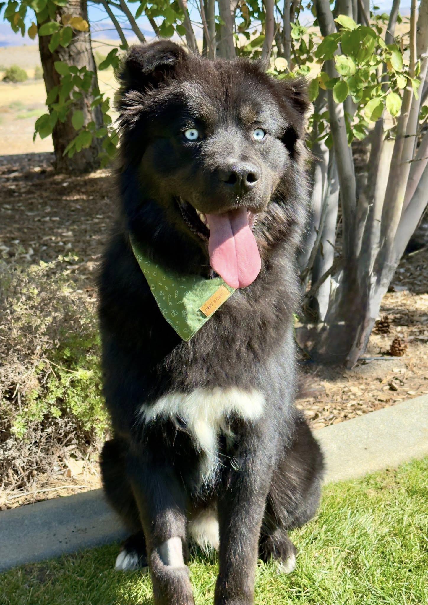Oso
