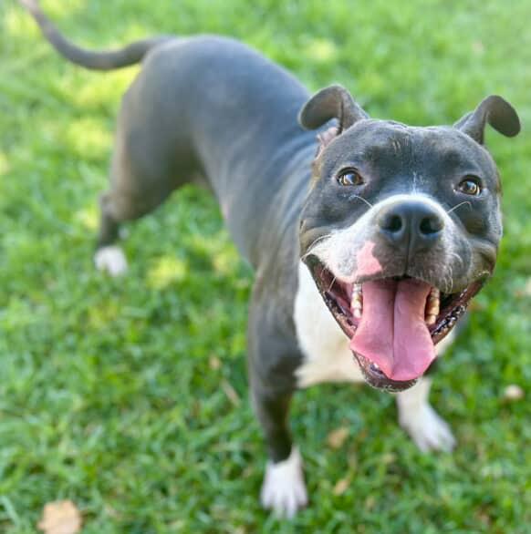 TOMMY, Adoptable, Young Male Pit Bull Terrier & Mixed Breed.