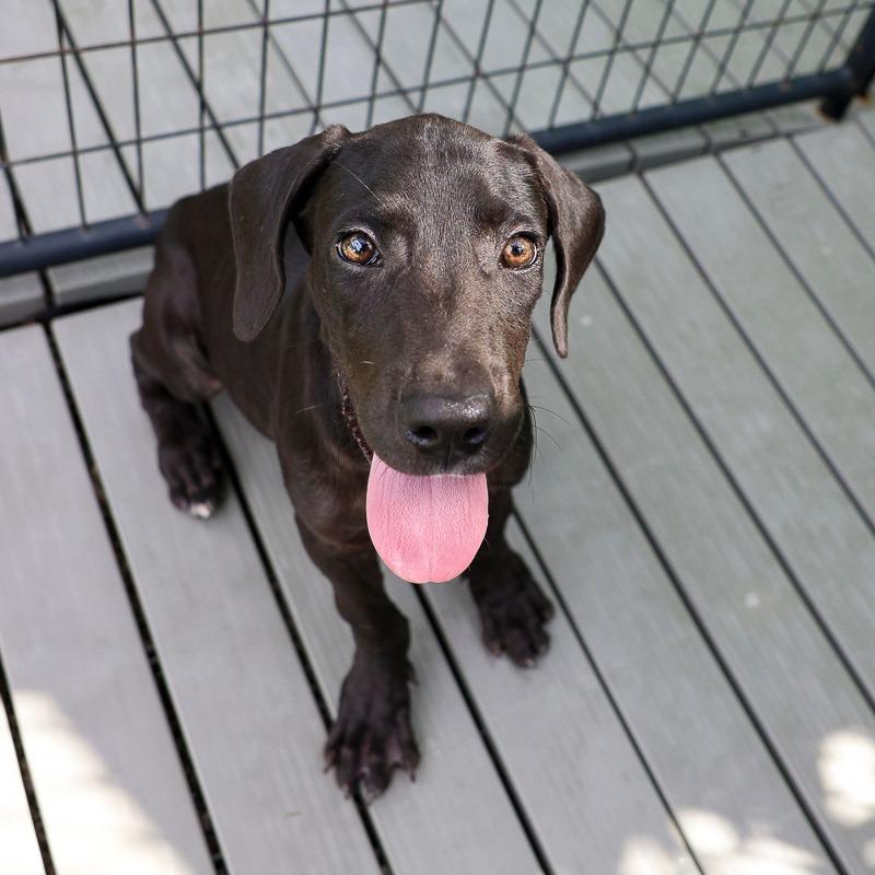 Enlarge Uno, a Adoptable Mixed Breed in Bradenton, FL image 2/4