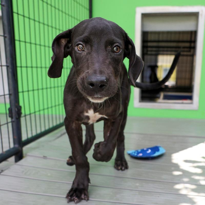 Enlarge Uno, a Adoptable Mixed Breed in Bradenton, FL image 3/4